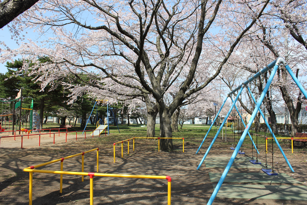 三沢市街パシャ写真『公園と桜】