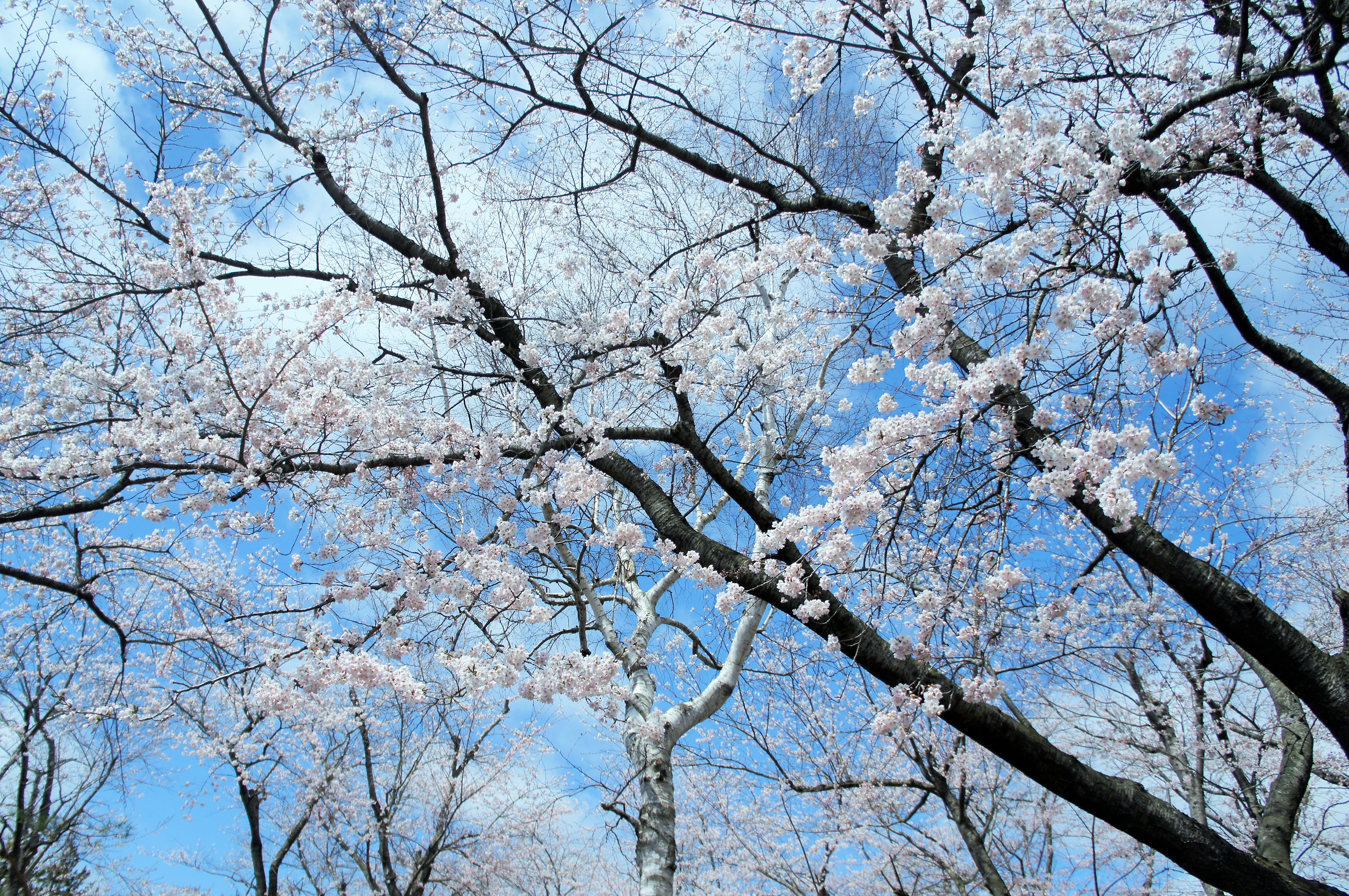 三沢市街パシャ写真『桜　満開　♪】