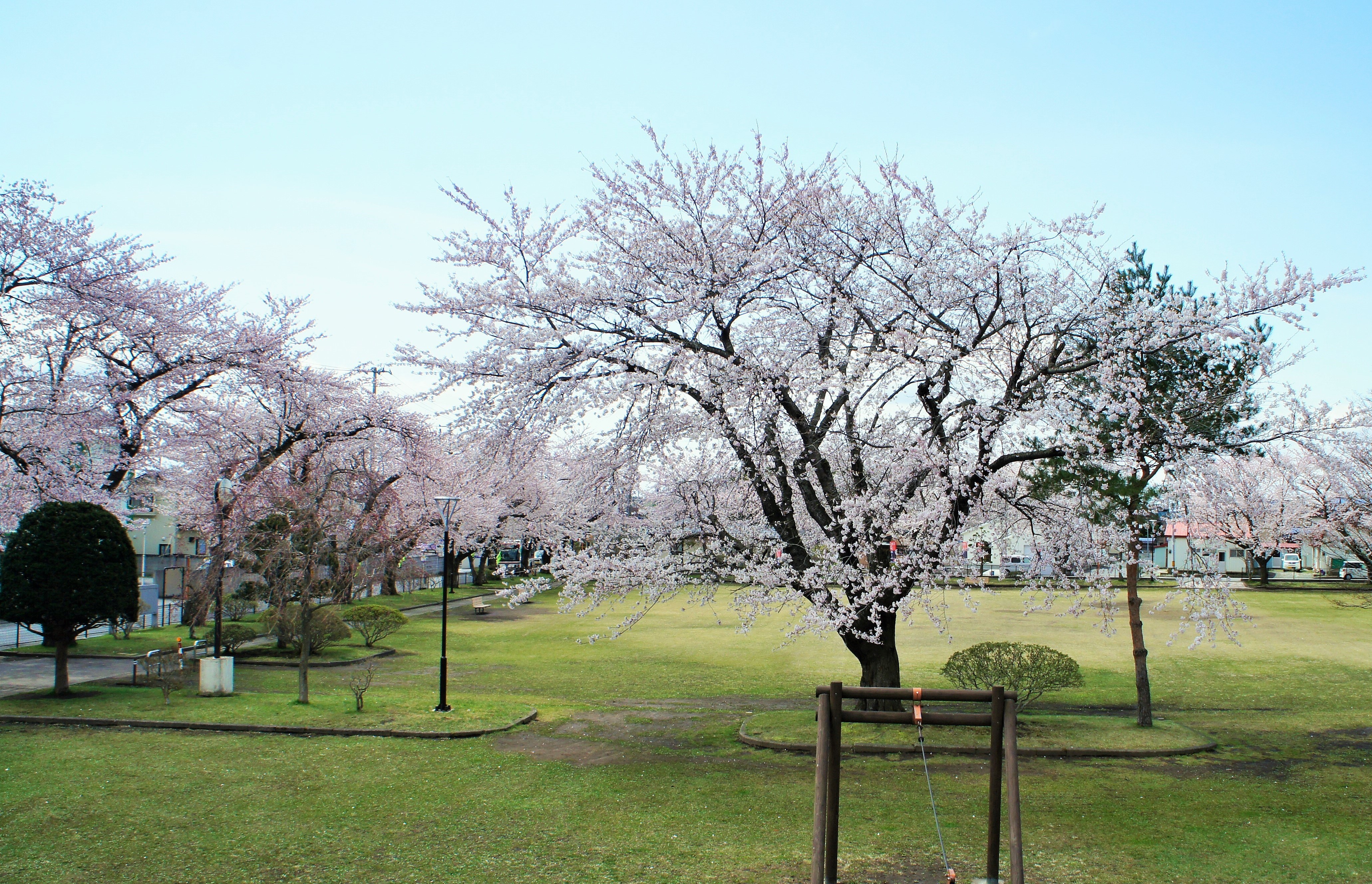 三沢市街パシャ写真『桜　満開　♪　（２）】