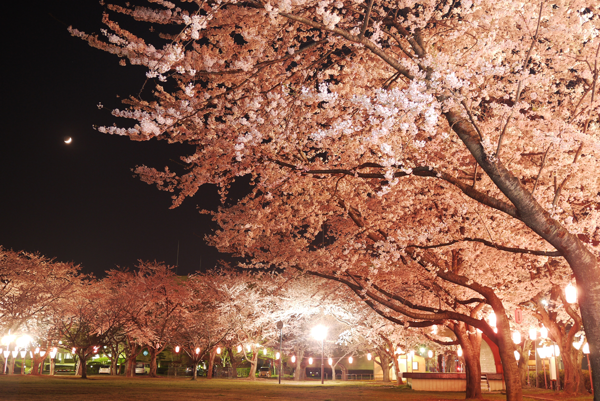 三沢市街パシャ写真『夜桜　中央公園にて】