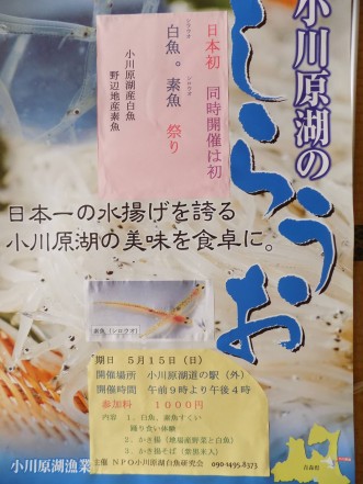【白魚（しらうお）・素魚（しろうお）祭り】写真