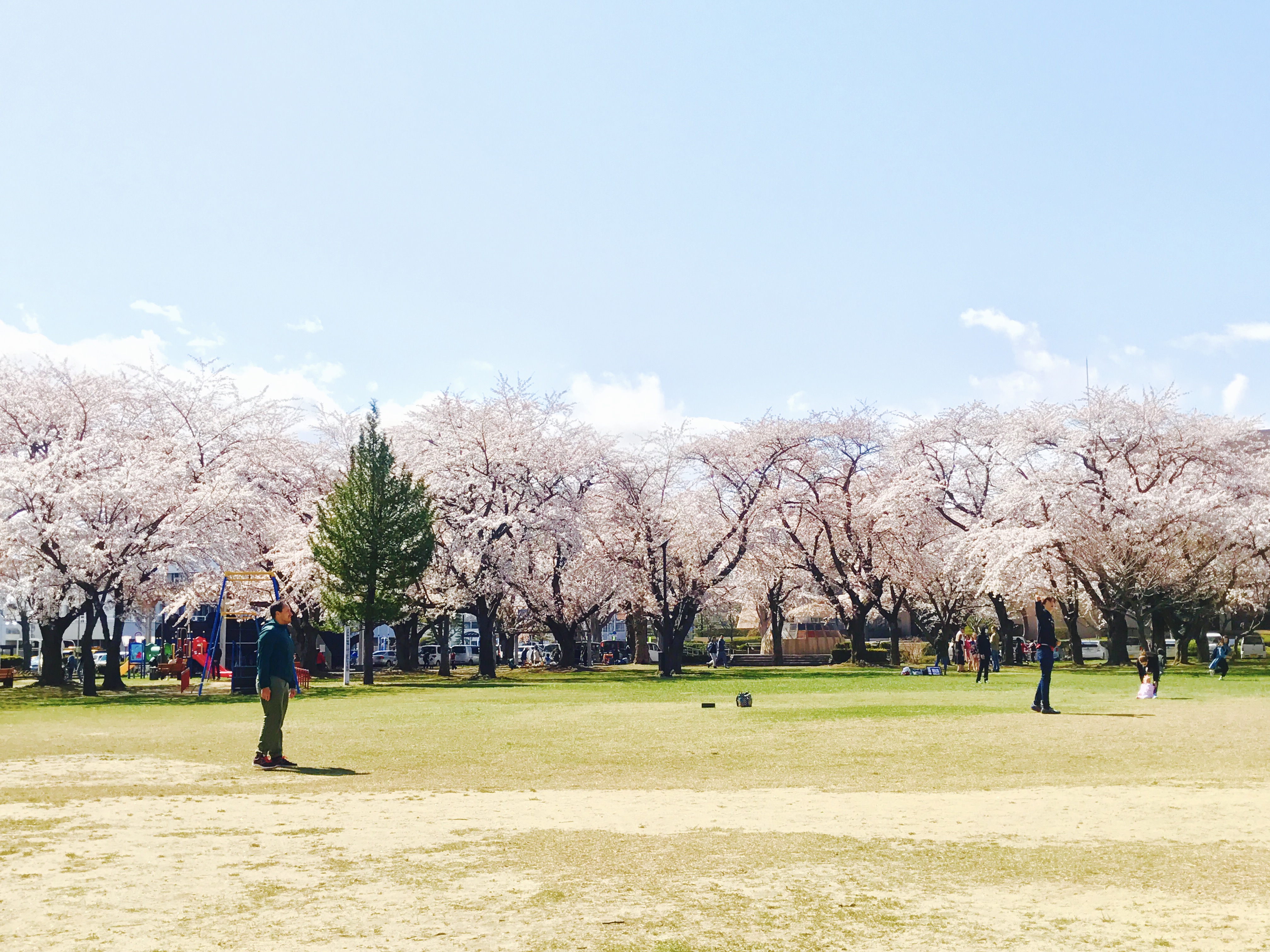 三沢市街パシャ写真『中央公園満開ー！】