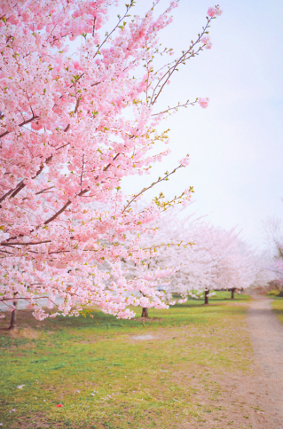 【中央公園桜ライトアップ2024】写真