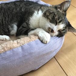 【Dharma〜ダルマ〜】写真